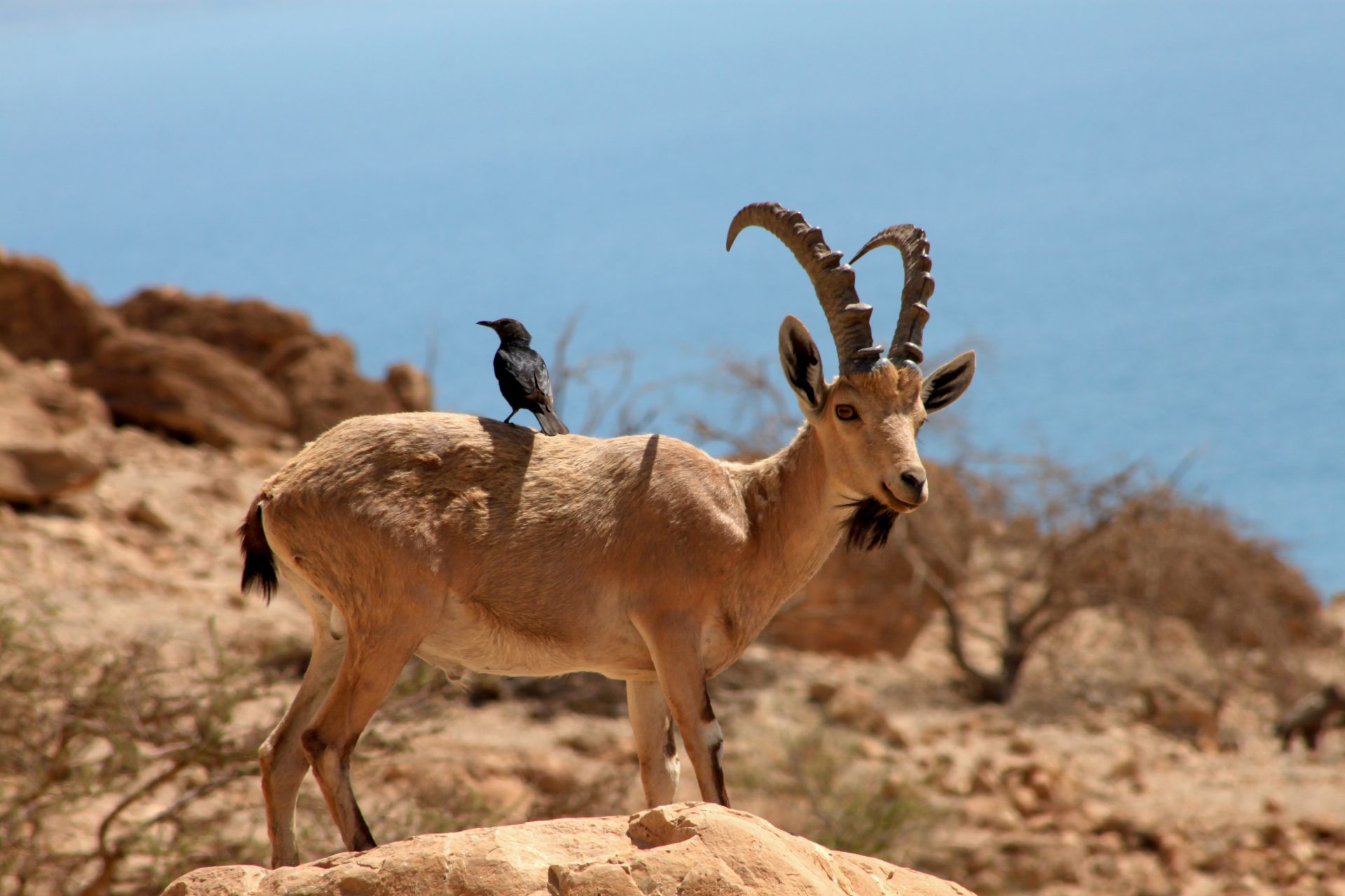 black bird on ibex in Israeli desert